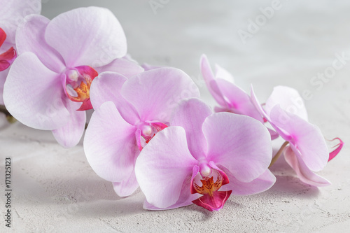 Pink orchid flower over grey concrete background
