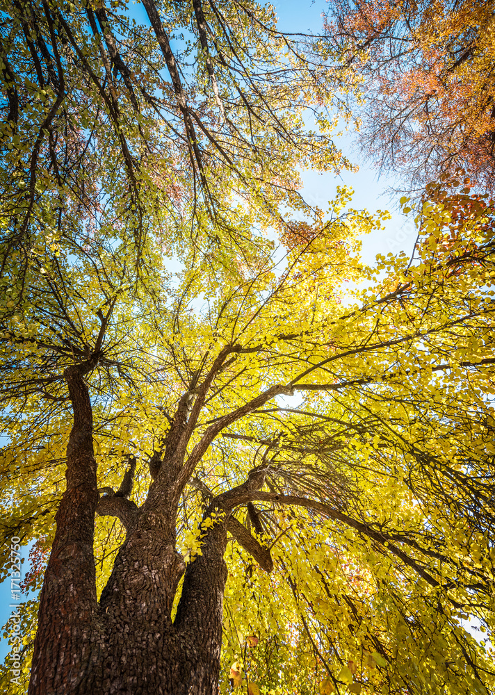 Autumn landscape. Autumn tree leaves sky background. Autumn landscape. Autumn tree leaves sky background.