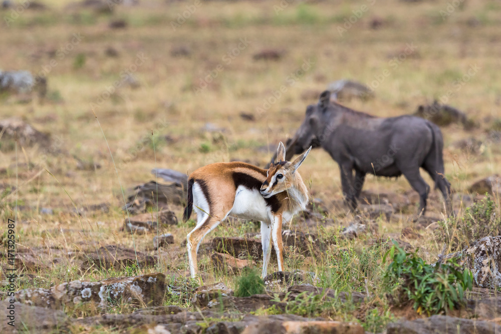 Thomson's gazelle, and a Warthog on the savanna Thomson's gazelle, and a Warthog on the savanna