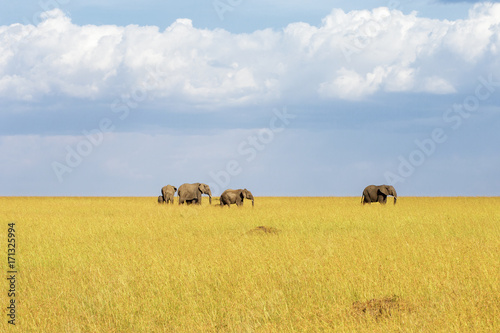 Herd of Elephants in the savannah