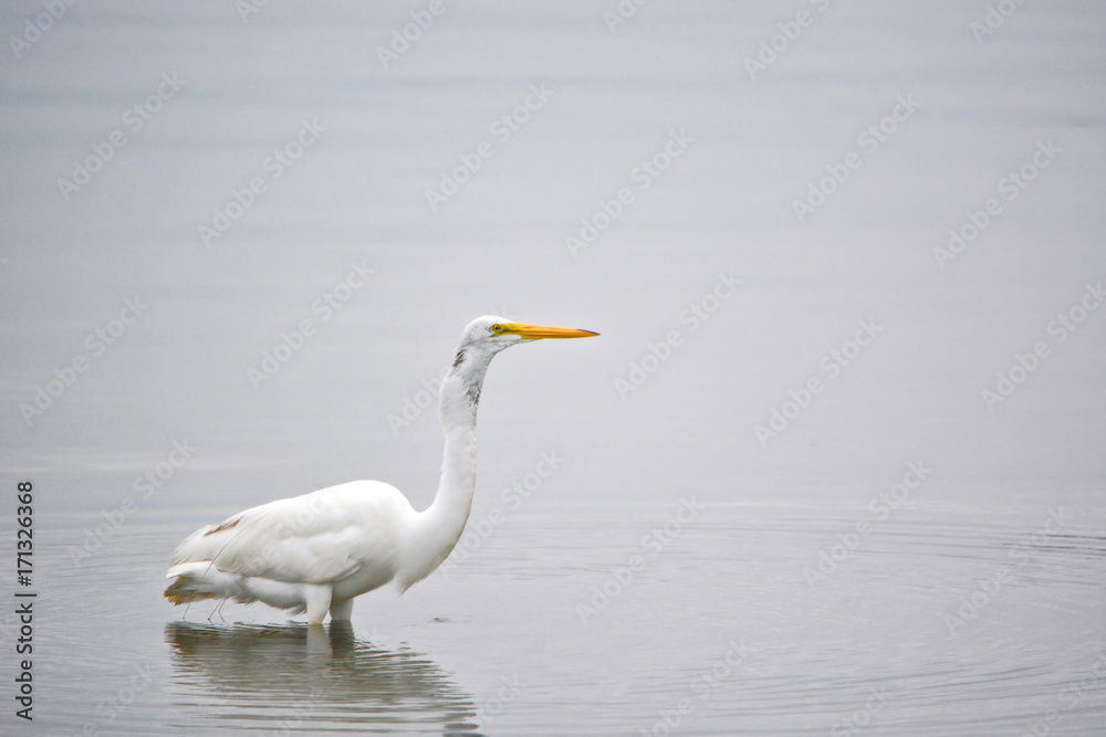 Great White Egret Searches the Bay for Fish Early on a Summer Morning Great White Egret Searches the Bay for Fish Early on a Summer Morning