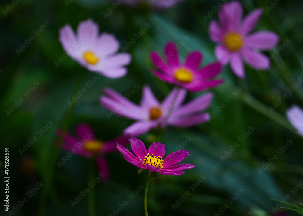 Beautiful pink Cosmos flowers in an art processing on dark background