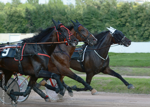 The three horses trotter breed on speed on racetrack. Harness horse racing.  photo