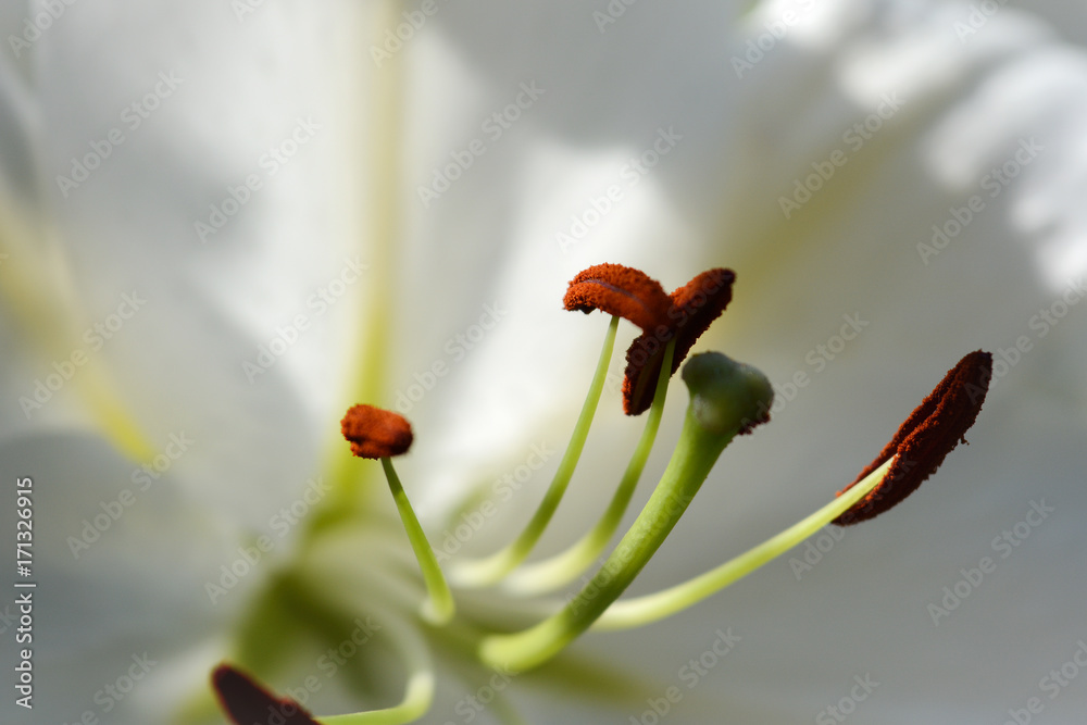 Pestles and stamens white lily. Macro view