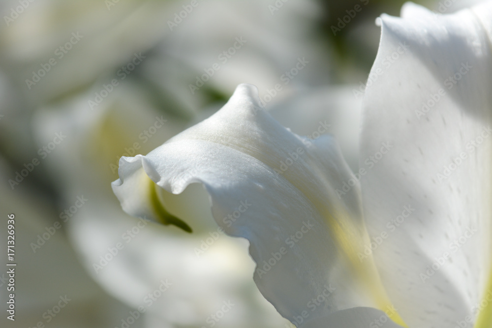 Gentle petal white Lily flowers in a garden. Macro view