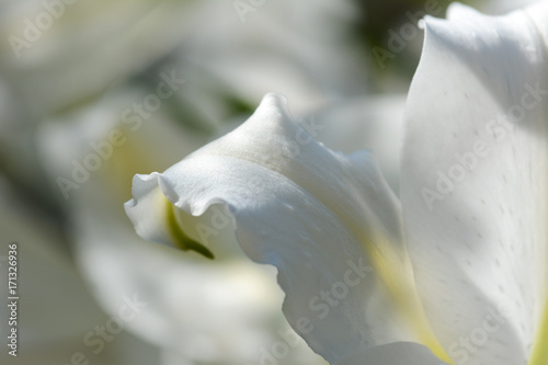 Obraz na płótnie Gentle petal white Lily flowers in a garden. Macro view w salonie
