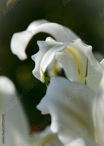 Gentle petal white Lily flowers in a garden. Macro view
