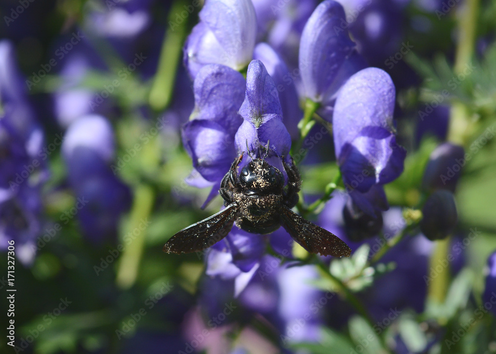 Violet bumblebee xylocopa Delphinium flower in the nature