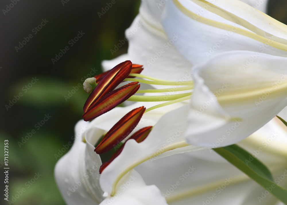 Pestles and stamens white lily.Macro view