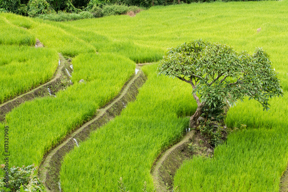 Amazing one tree in rice terraces fields