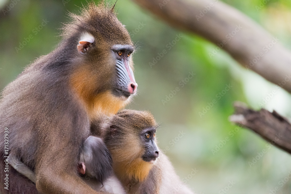 Obraz premium mandrills in love