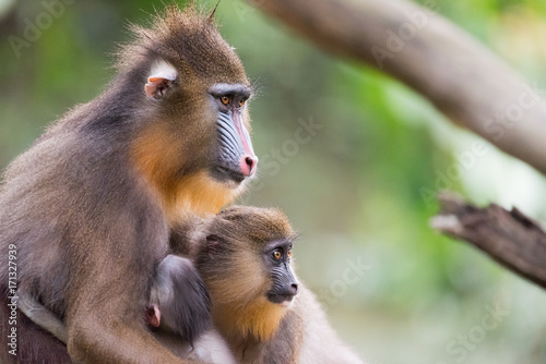 mandrills in love