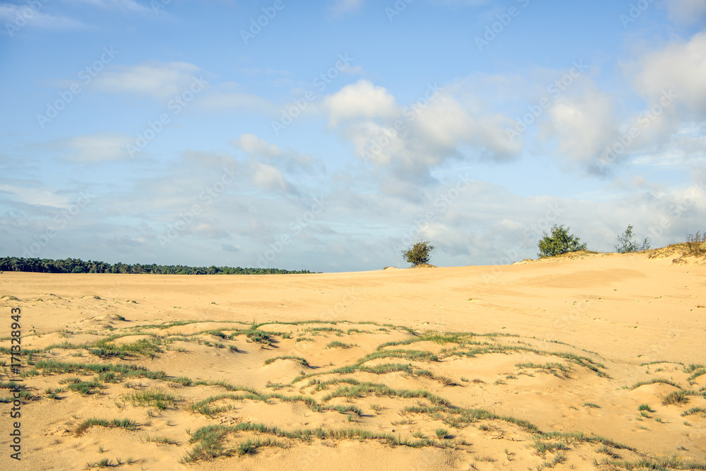 Fototapeta premium Dutch national park with shifting-sand