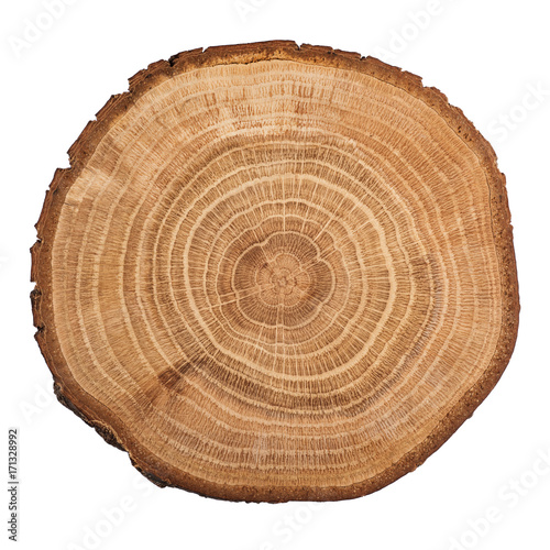 Tree wood cut isolated on white background. photo