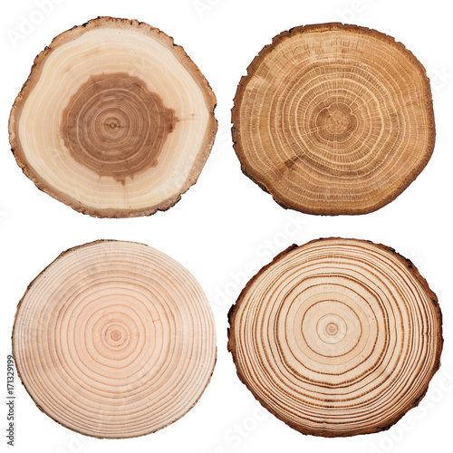 Tree wood cut collection isolated on white background.