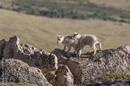 Pair of Cute Mountain Goat Kids