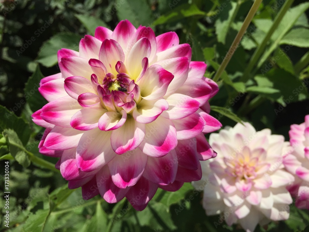 weiß und rosa Dahlienblüte weiß und rosa Dahlienblüte
