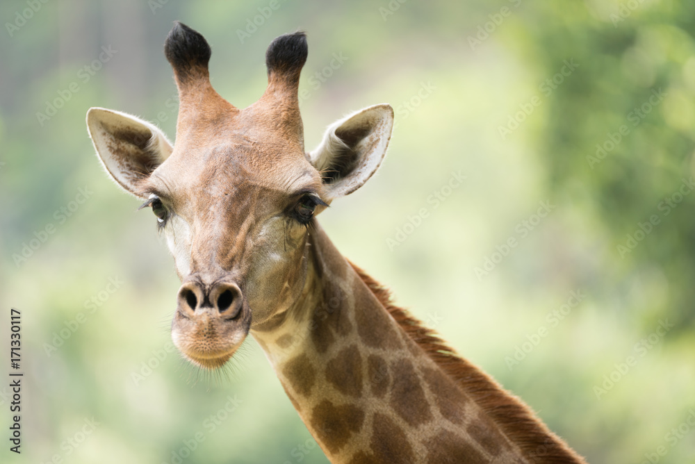 portrait of a Giraffe