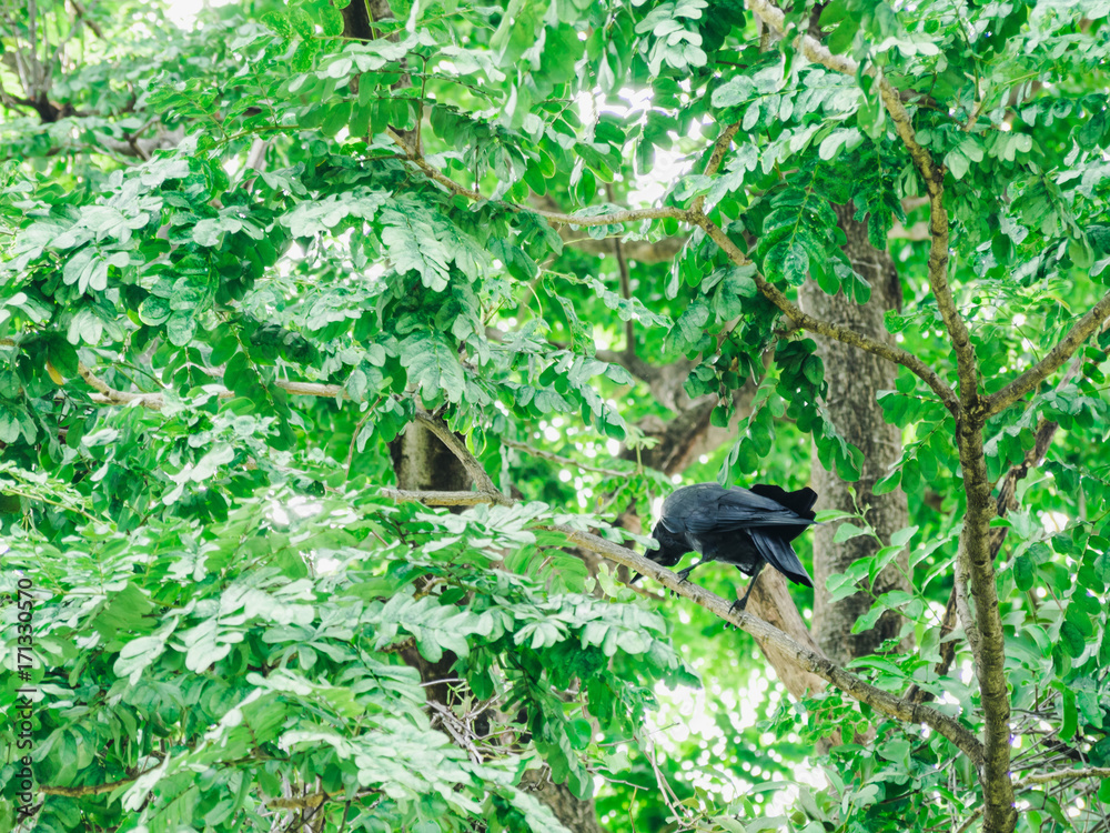 The crow on the tree The crow on the tree
