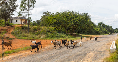 Goats on the streets on Cuba