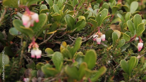 Hojas y flores de Gayuba, uva de oso,  Arctostaphylos uva-ursi  photo