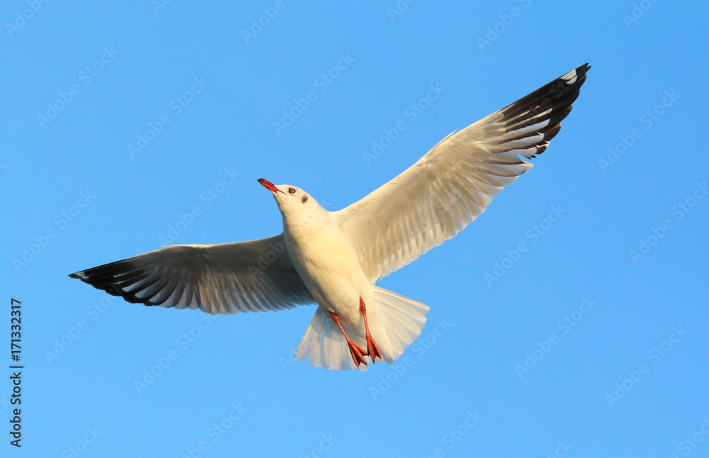 Obraz premium Seagull flying in the blue sky.