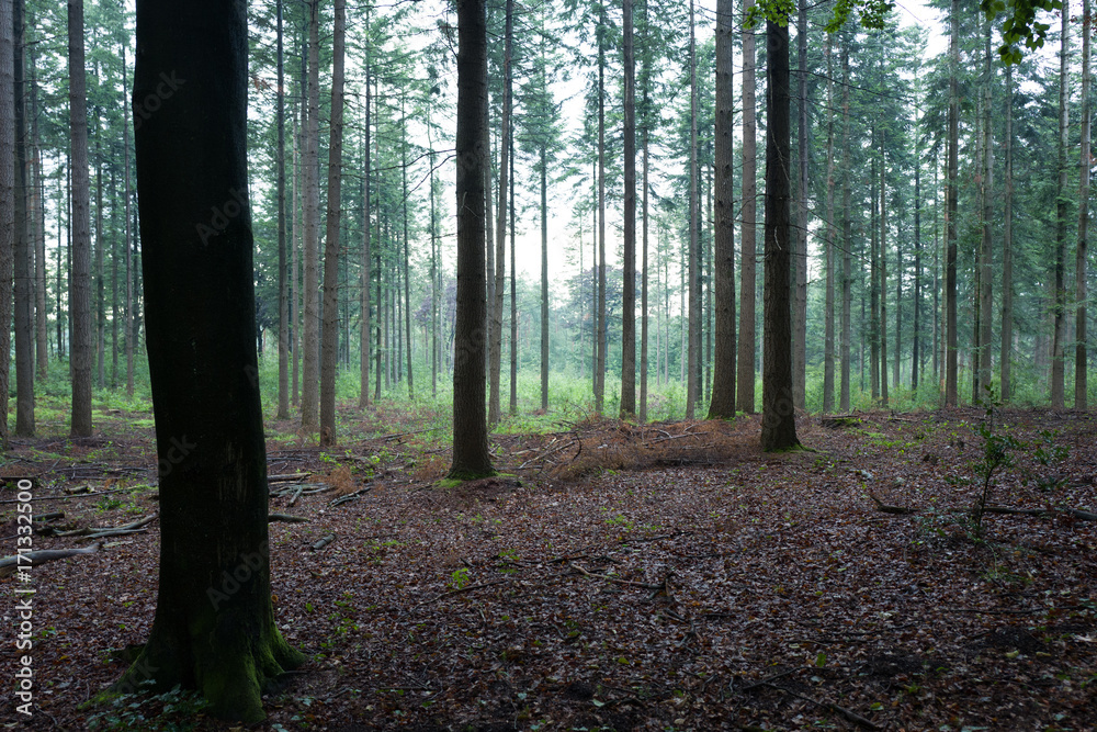 Obraz premium Pine trees.