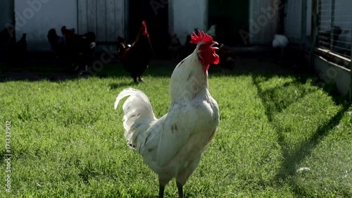White rooster crowing on meadow in livestock farm. Chicken farming. Bird farm