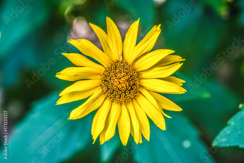 Yellow coneflower blooming in garden  summer sunny day.