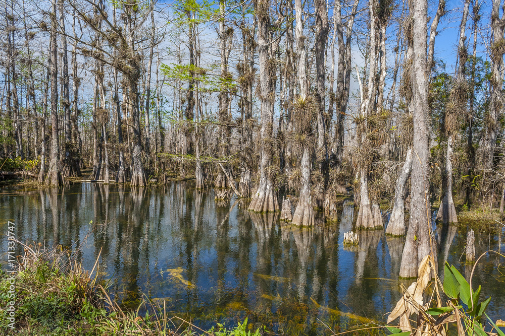 Sumpf in den Everglades Sumpf in den Everglades