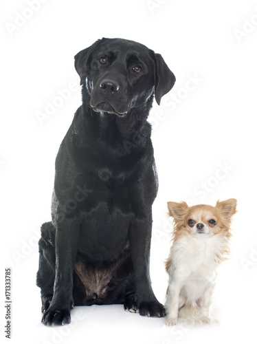 chihuahua and labrador retriever