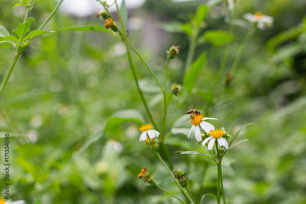 Little white Daisy Little white Daisy