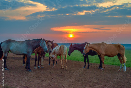 horses graze at dawn