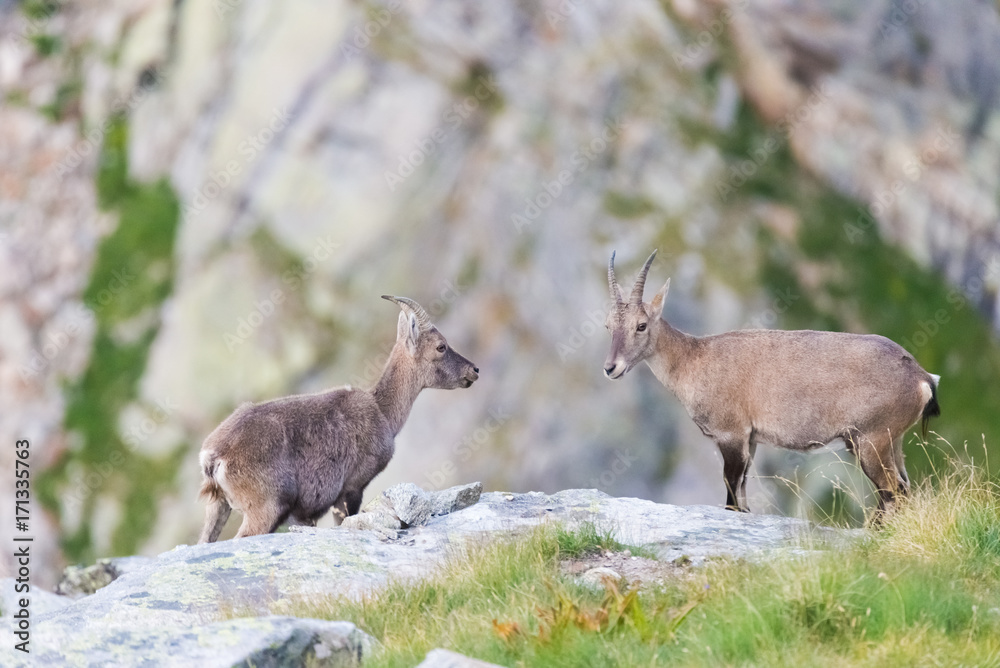 Two female Ibex facing each other on rock in the Italian french Alps. Two female Ibex facing each other on rock in the Italian french Alps.