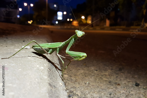 Green large mantis in the role of a pedestrian on the city's night street photo