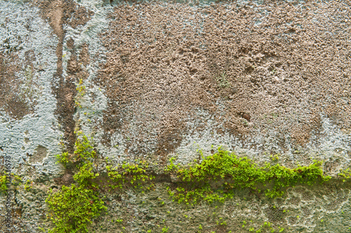 Green mos on the wall.