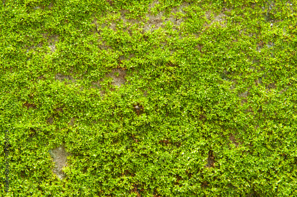 Green mos on the wall. Green mos on the wall.