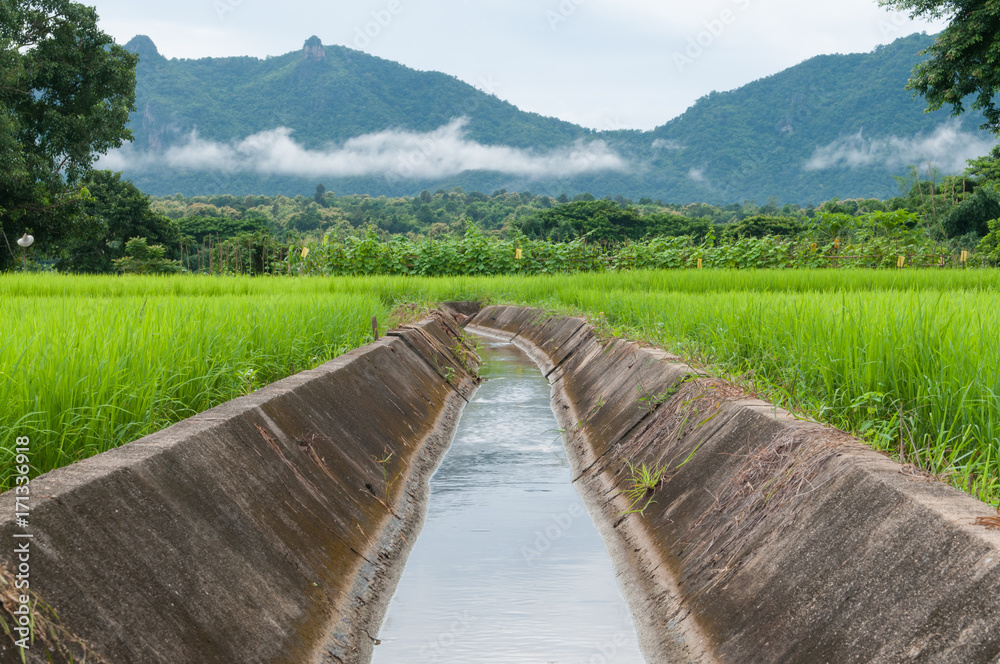 Green rice field in Local place.Thailand