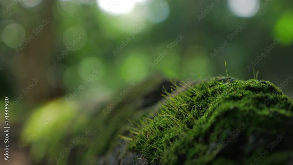 Fresh Green moss covered the stones in the forrest. Fresh Green moss covered the stones in the forrest.