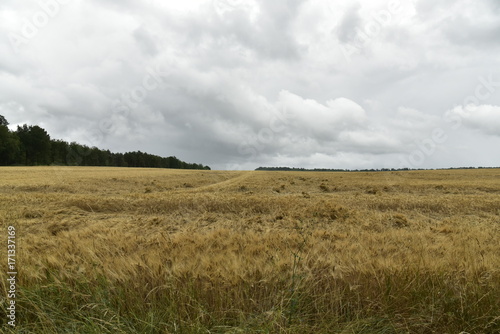 Konstfotografi Nuages menaçants au dessus d'un des champs de blé au Périgord Vert