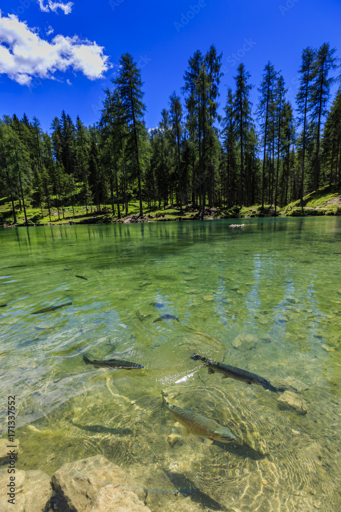 Fototapeta premium The trout fishes in Lago Ghedina, Dolomites, Alps, Italy, Europe.