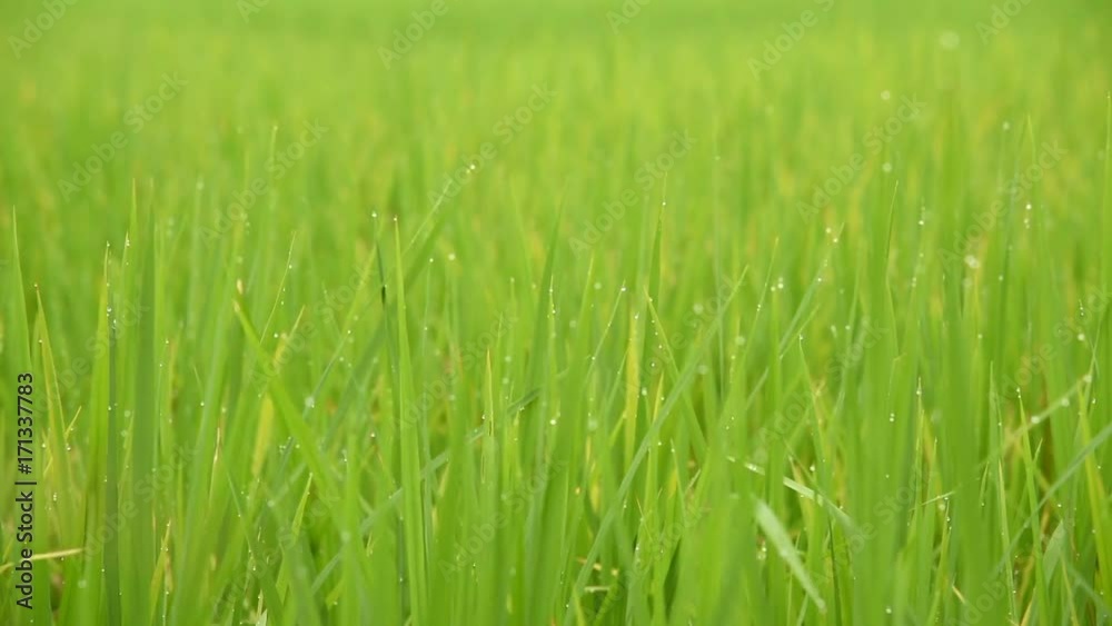 Close up Paddy Rice field moving or blowing in the wind. Close up Paddy Rice field moving or blowing in the wind.