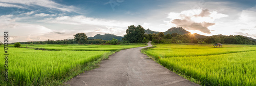 Landscape of Green rice field at sunset.