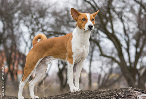 Fototapeta Naklejka Na Ścianę i Meble -  Mature Basenji dog looking around standing on a tree branch