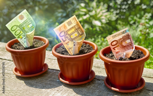 Three euro banknotes in flowerpots