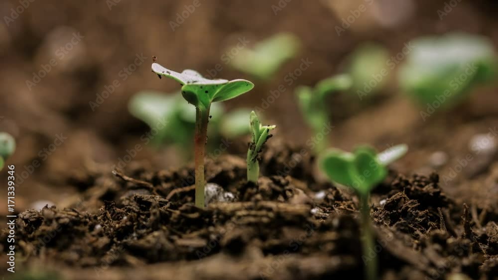 New life begins time lapse of seed growing from soil.  