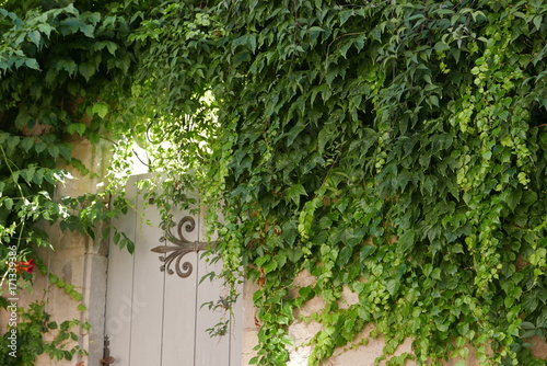 Une porte dans la verdure