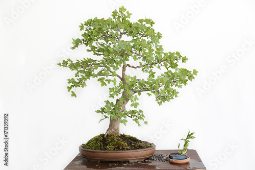 Montpellier maple (Acer monspessulanum) bonsai on a wooden table and white background