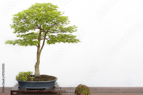 Acer palmatum sango kaku bonsai on a wooden table and white background