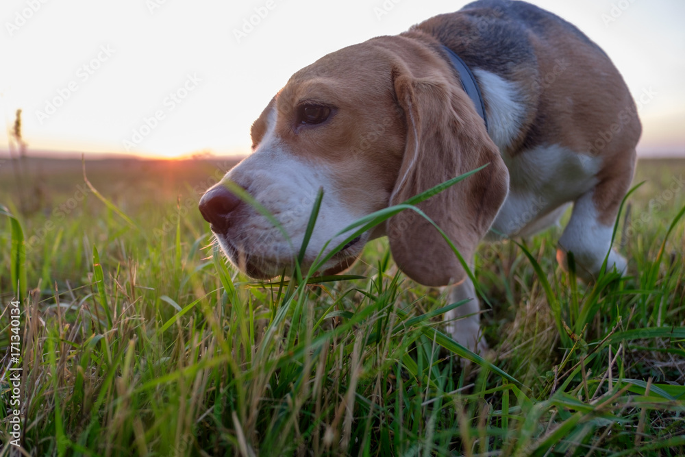 Beagle dog eats green grass